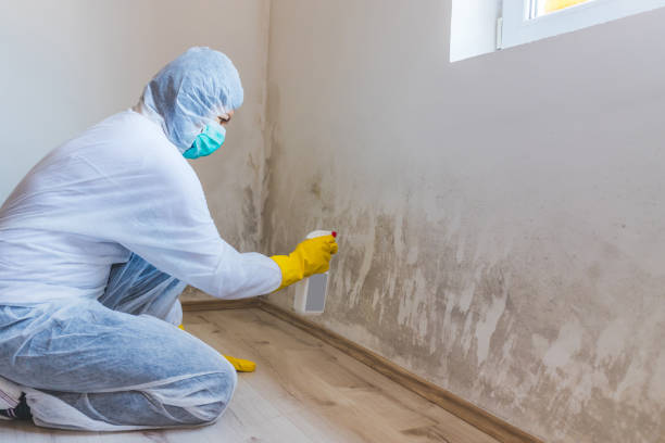 Licensed Mold Testing service in Deer Park, NY - WQB Mold Removal